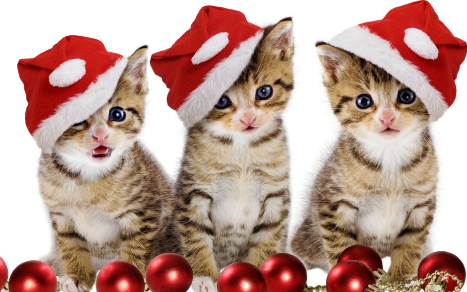 Новый год коты