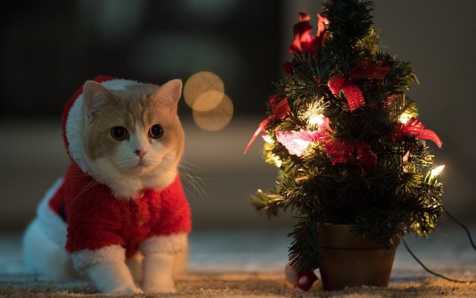 Кот новый год