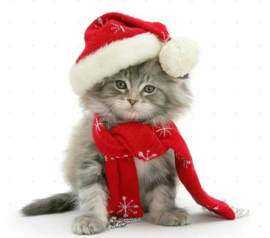 Новогодний кот