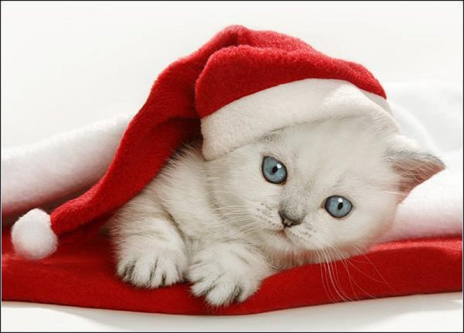 Новогодняя кошка