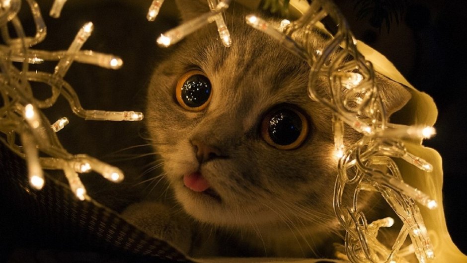 Кот в гирлянде