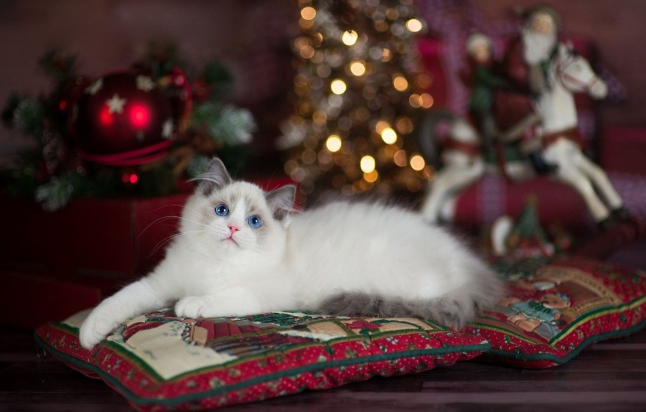 Новогодние коты