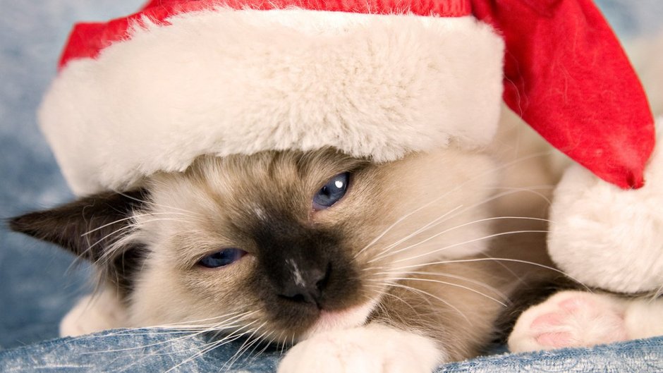 Новогодние коты сиамские