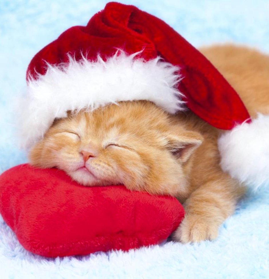 Новогодние котята