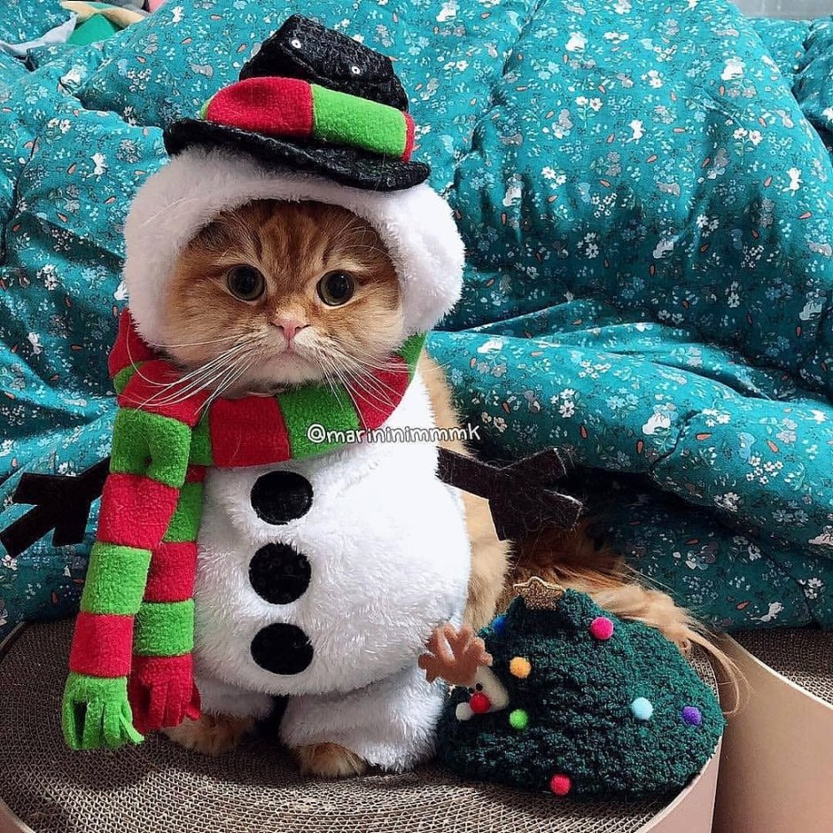 Смешные новогодние коты