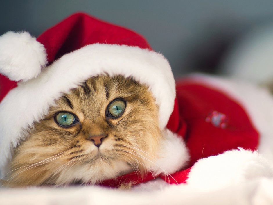 Новогодний котик