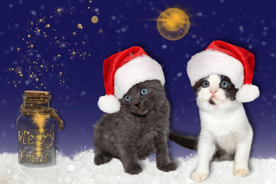 Кот новый год