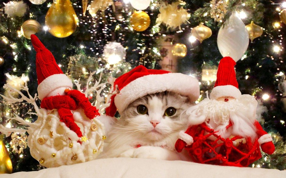 Новогодняя заставка с котом