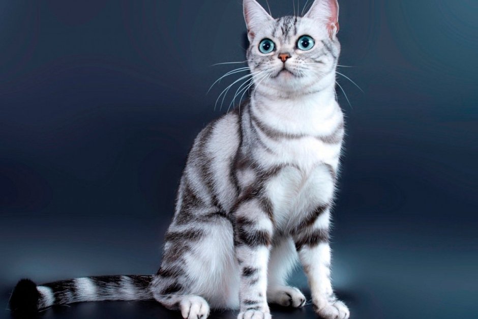 Бенгальская кошка