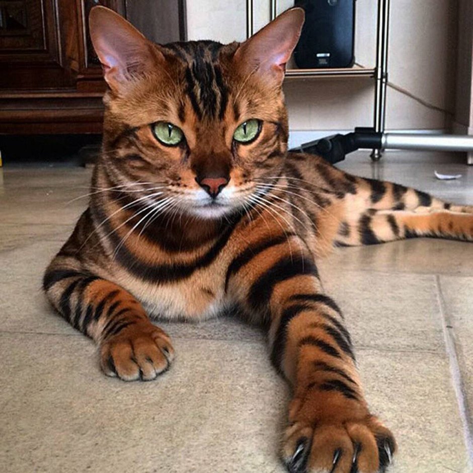 Бенгальская кошка гладкошерстная