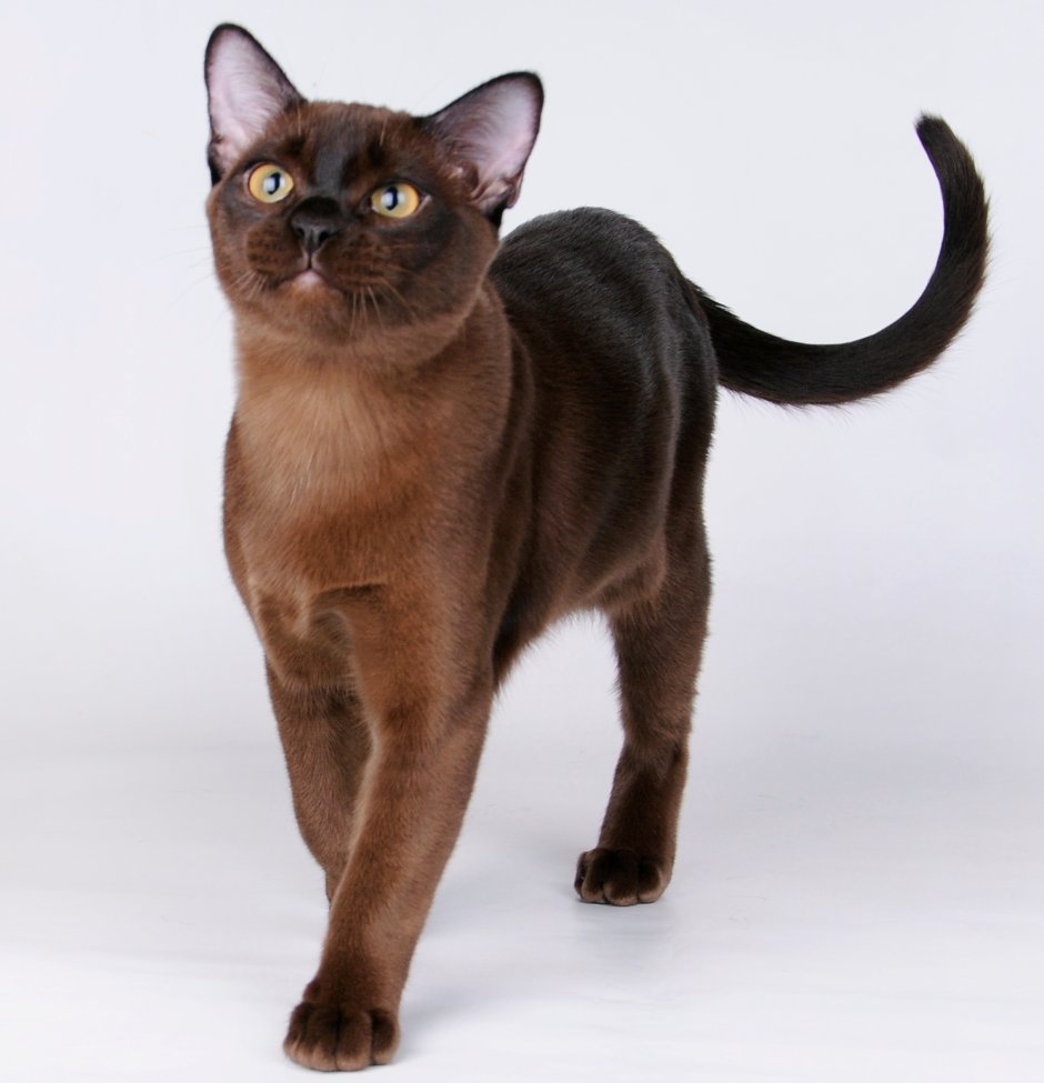 Бомбейская кошка