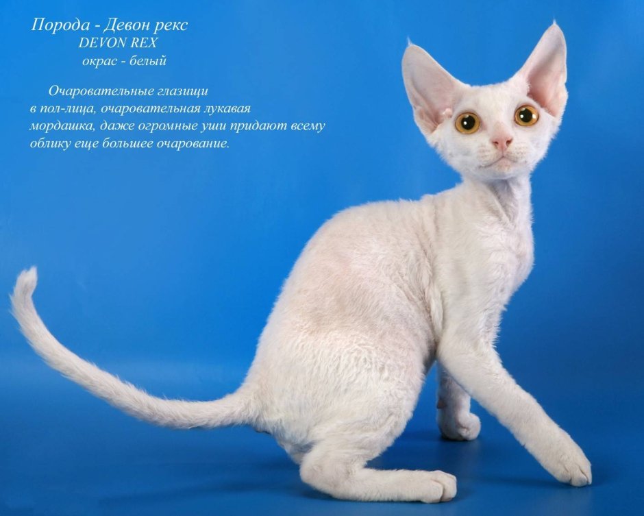 Сибирский кот короткошерстный рыжий