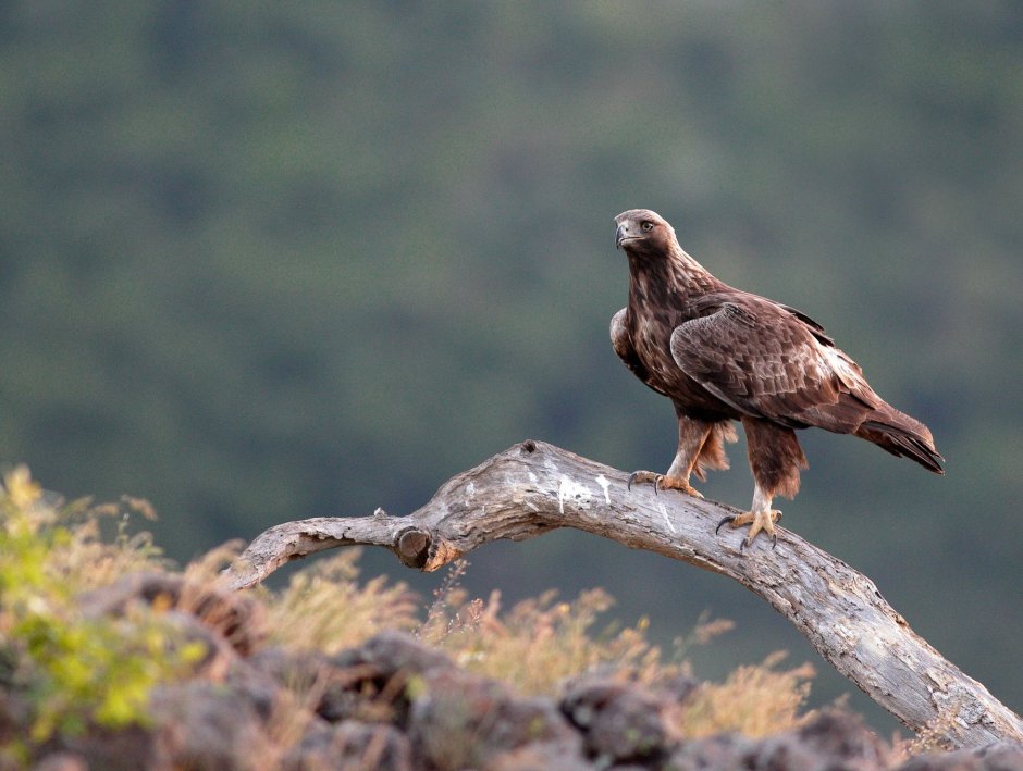 Беркут - Aquila chrysaetos (Linnaeus)