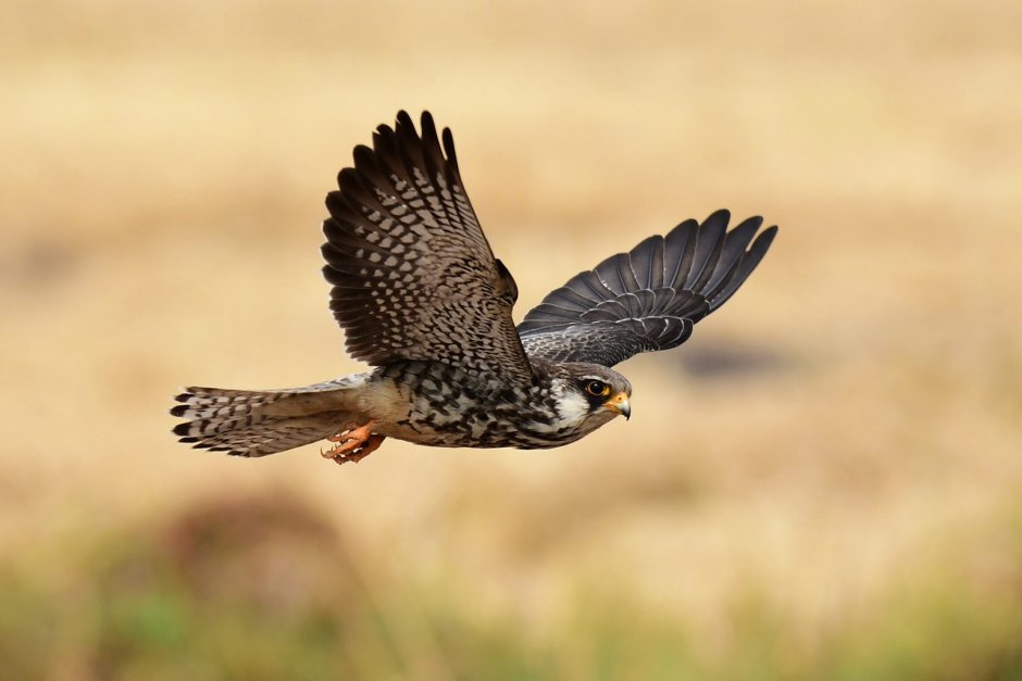 Amur Falcon