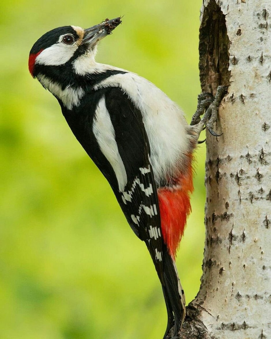 Белоголовый СИП (Gyps fulvus)