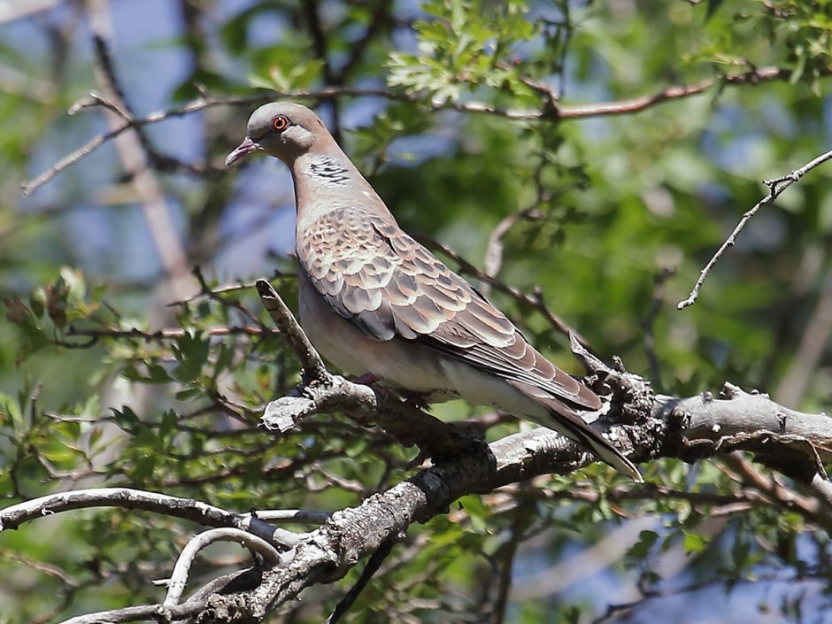 Горлица большая (Streptopelia orientalis)