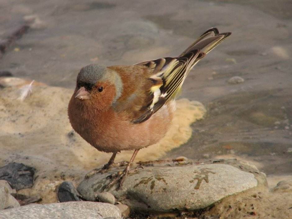 Fringilla montifringilla