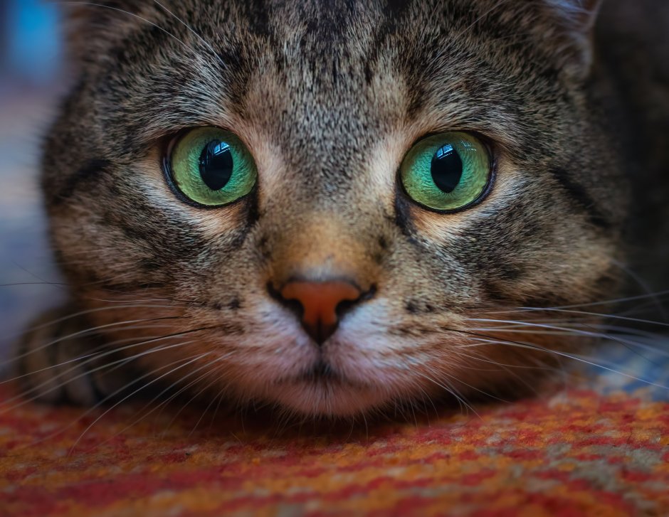 Морда кота