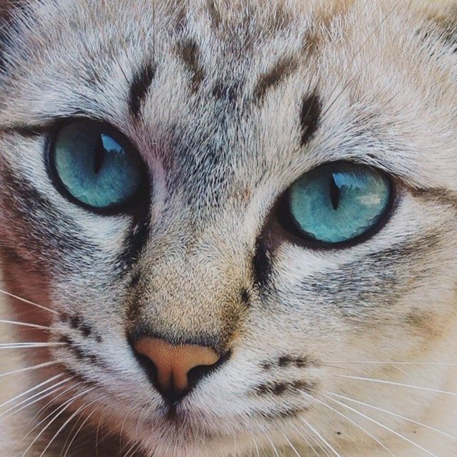 Милые мордочки котят