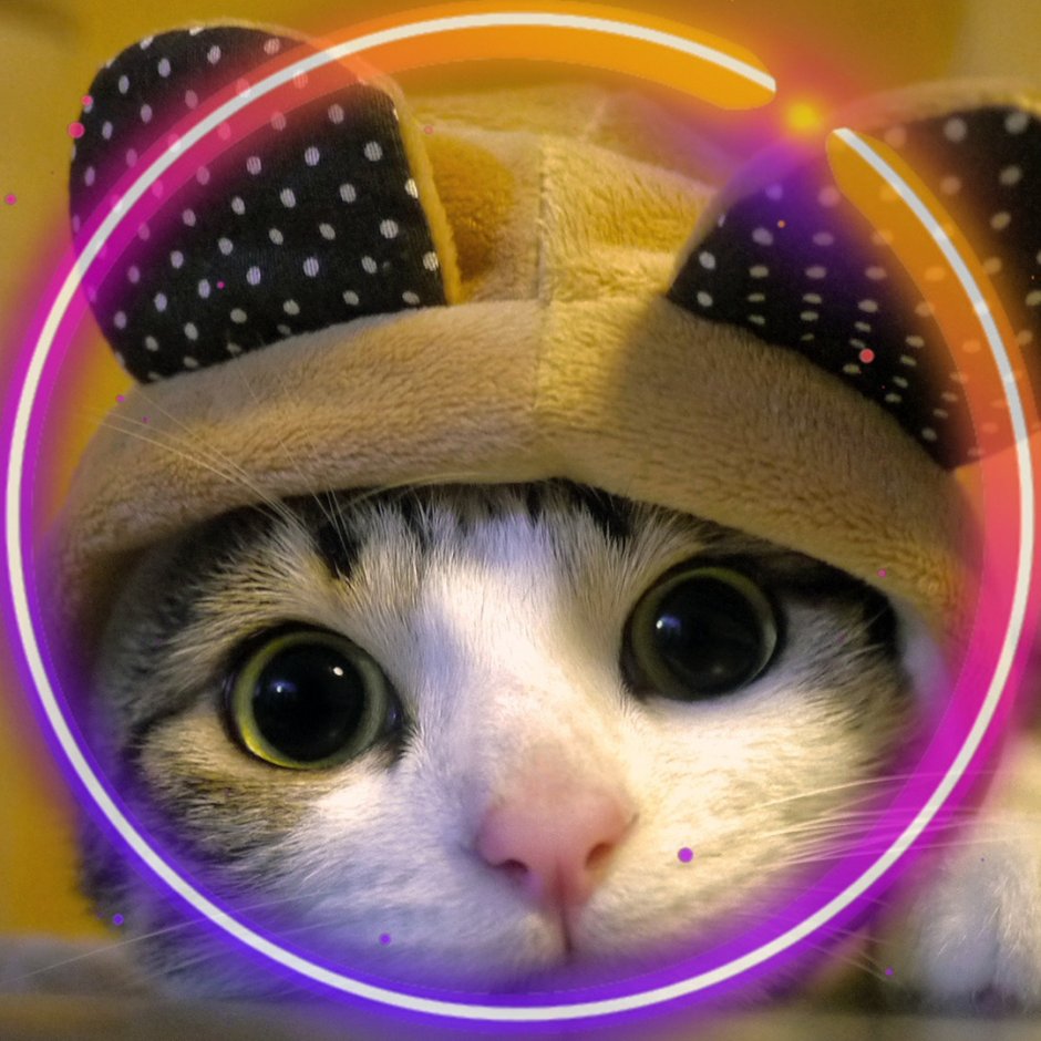 Милые котики