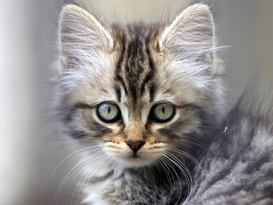 Милая морда кошки