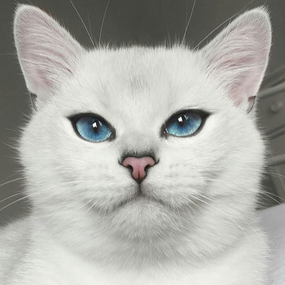 Морды котов