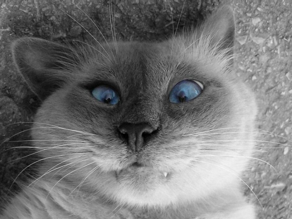 Смайлы котята