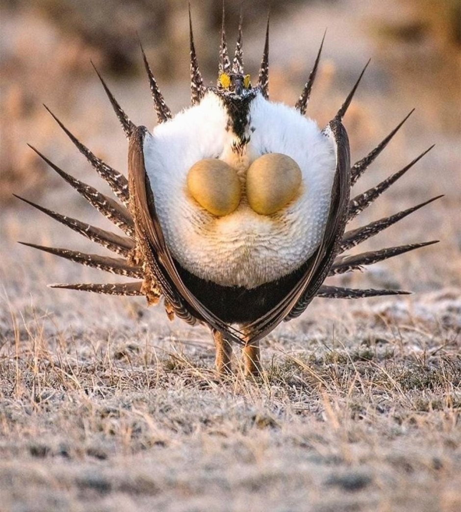 Streptopelia tranquebarica