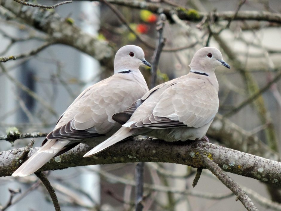 Кольчатая Горлица Streptopelia decaocto