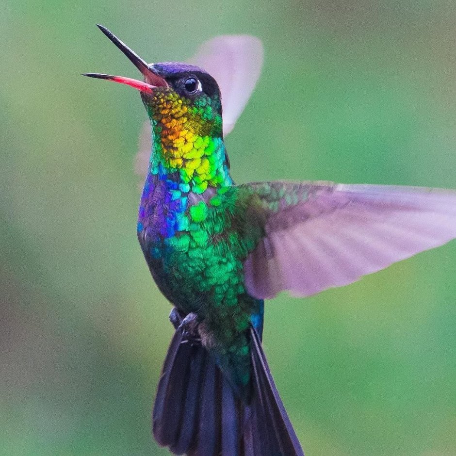 Тетерев шалфейный (Centrocercus urophasianus)