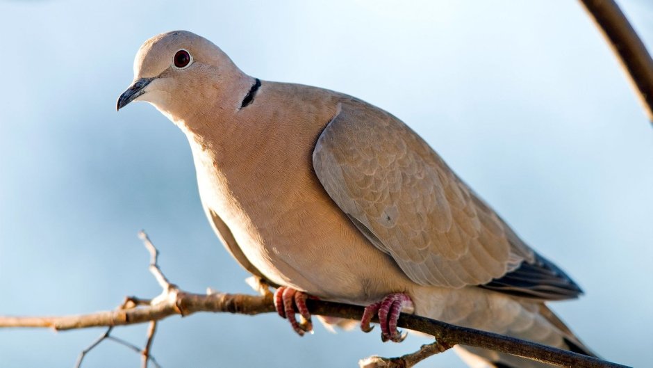 Кольчатая Горлица Streptopelia decaocto