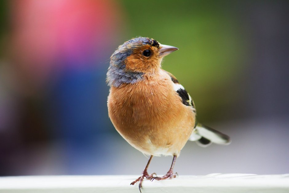 Обыкновенная Горлица (Streptopelia Turtur)