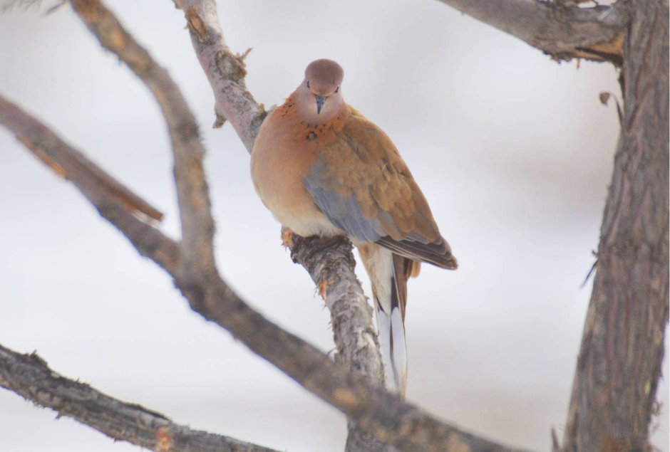 Обыкновенная Горлица (Streptopelia Turtur)