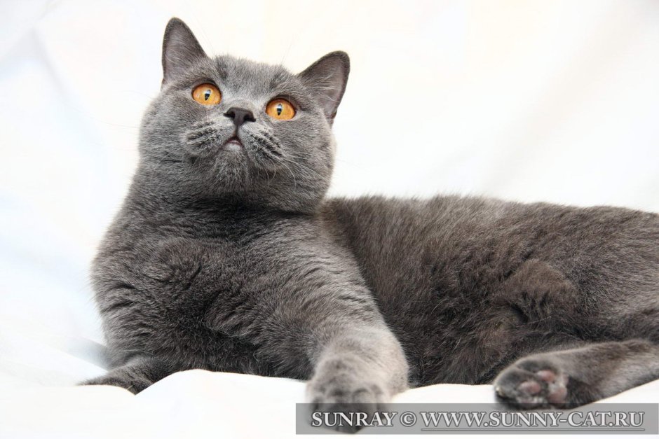 Скоттиш шартрез кошка
