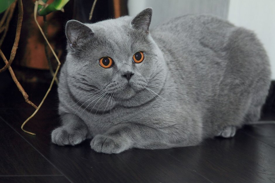 Кот для вязки британец
