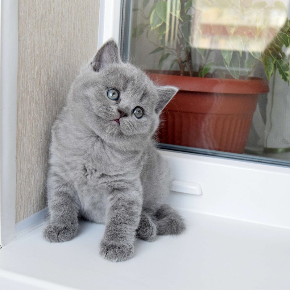 Маленькие котята британцы