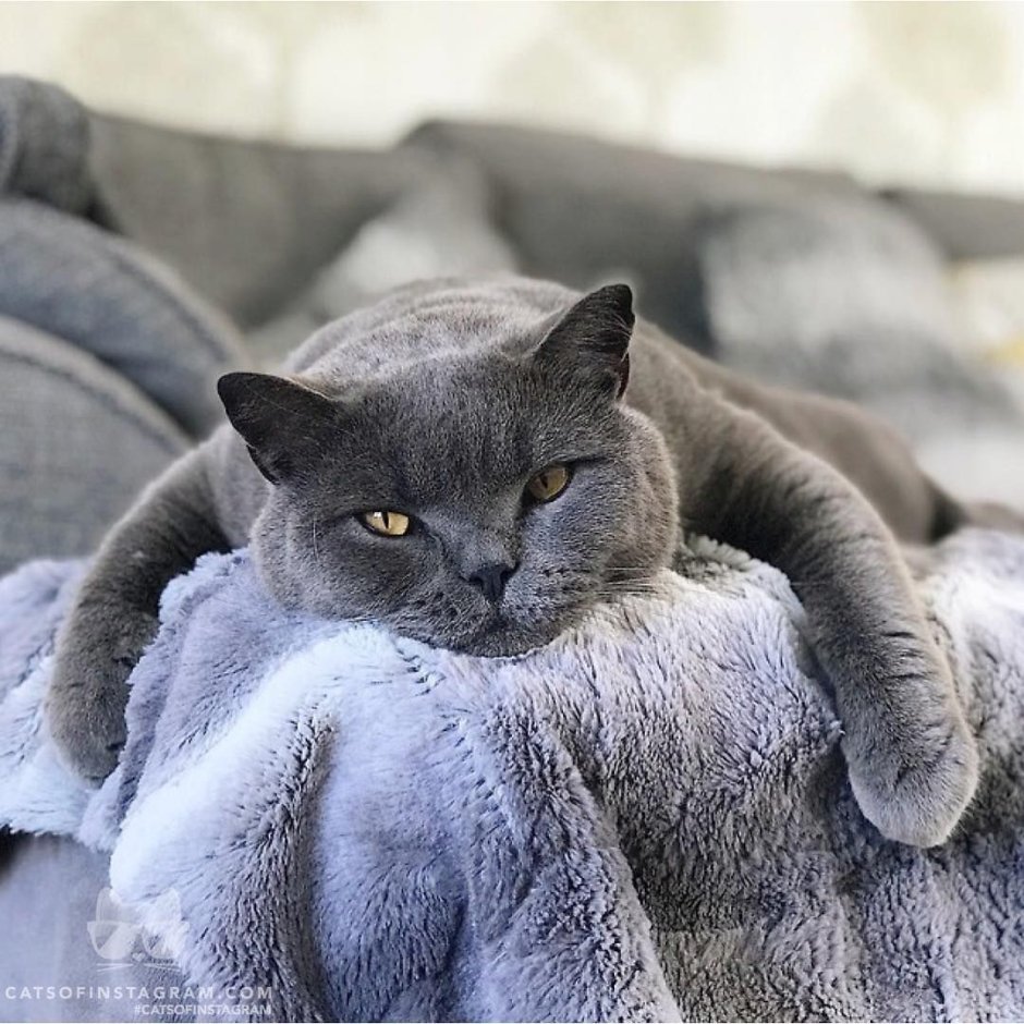 Картезианская кошка британец