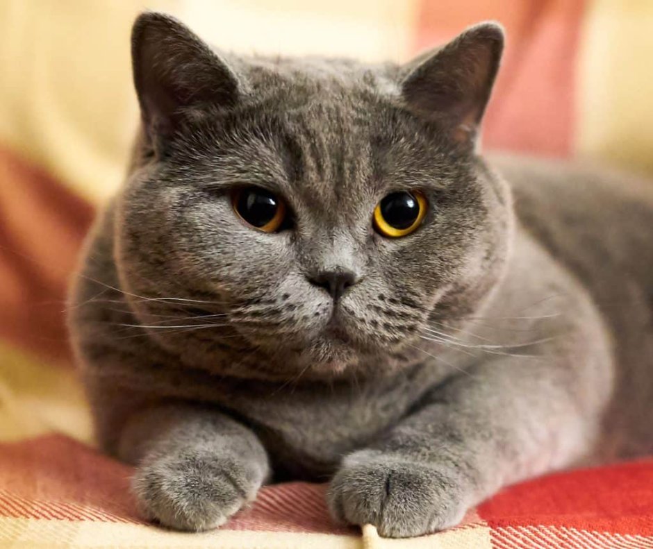 Шотландская голубая кошка прямоухая