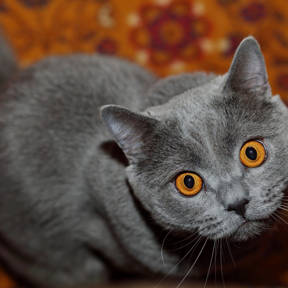 Британский гладкошерстный кот