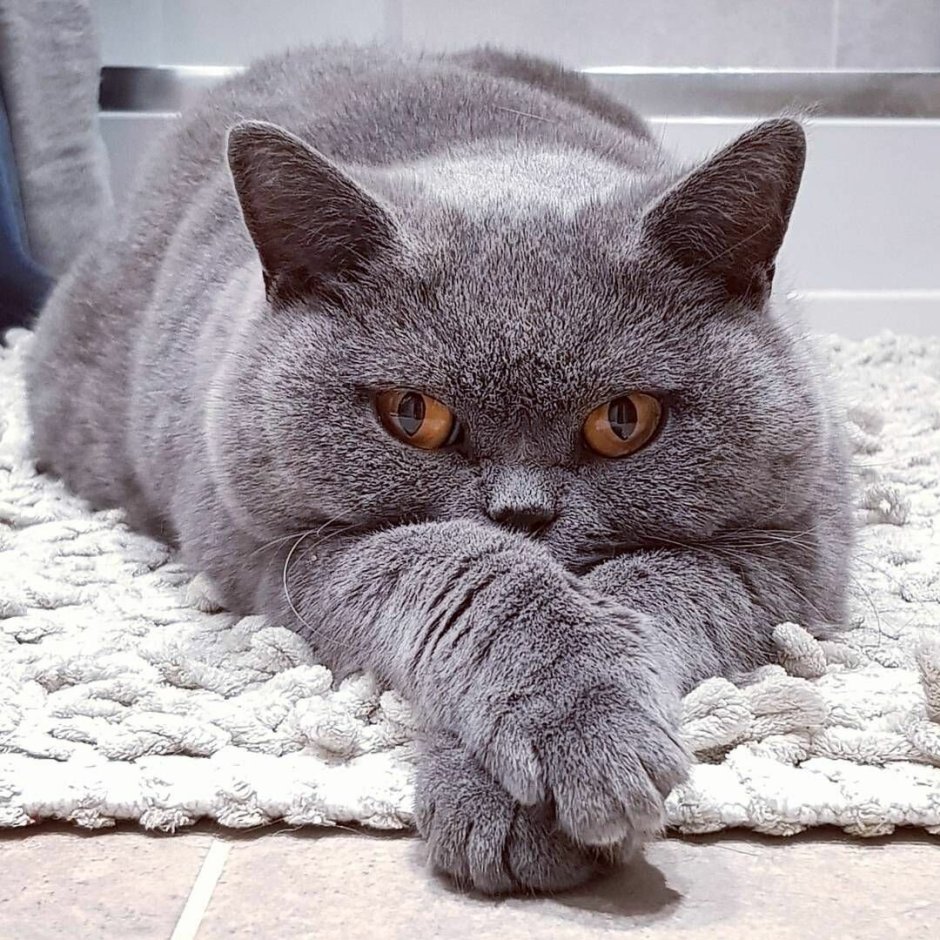 Британская кошка короткошерстная серая