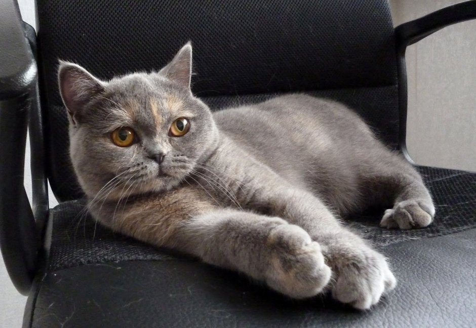 Шотландский скотишройт серый
