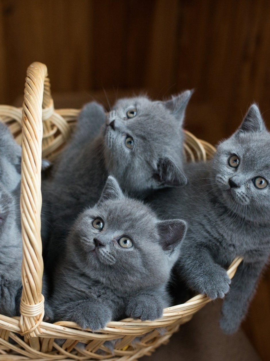 Серенькие котята британские
