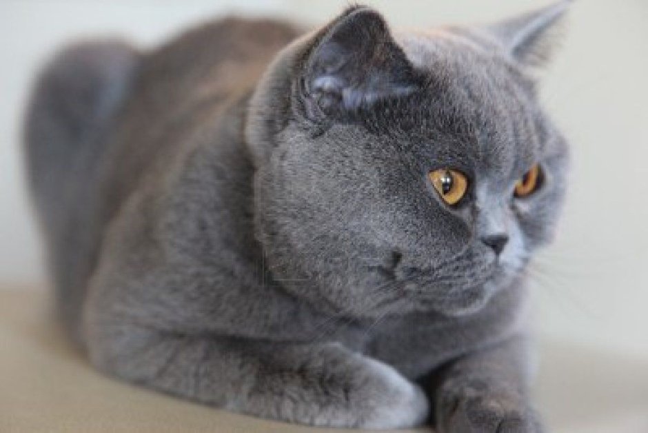 Кошка графитового цвета