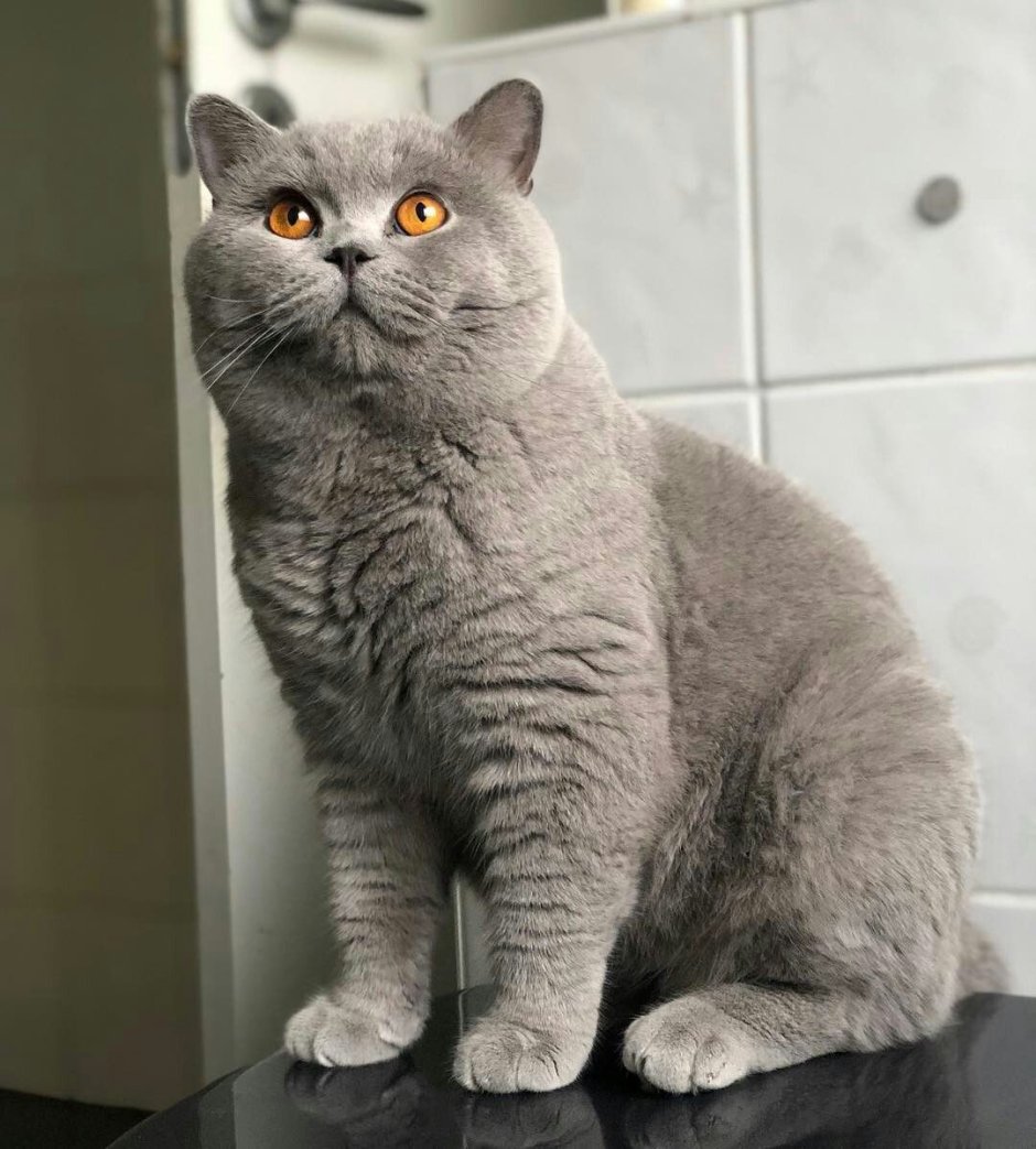 Британская остроухая кошка