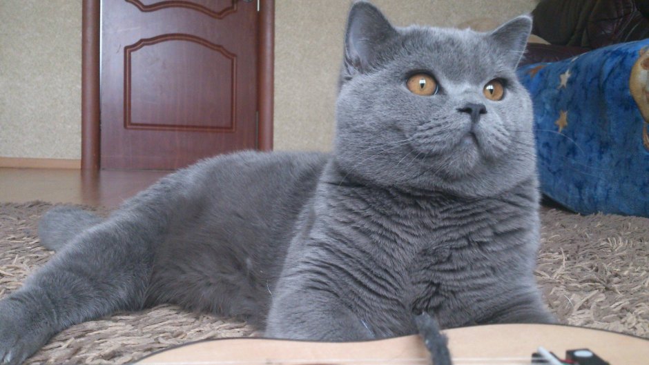 Шотландский кот прямоухий толстый