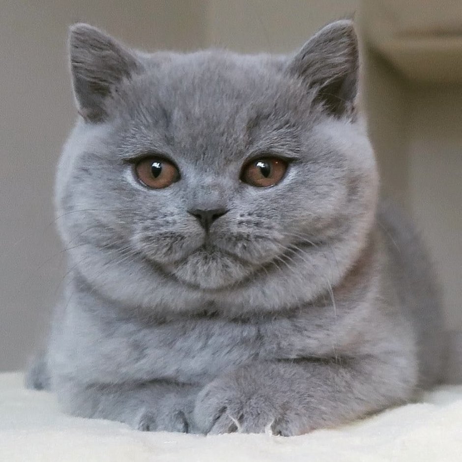 Шотландские котята страйт голубой