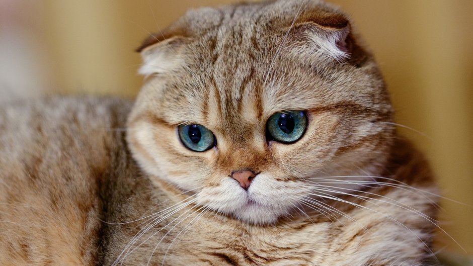 Скоттиш фолд Хосико