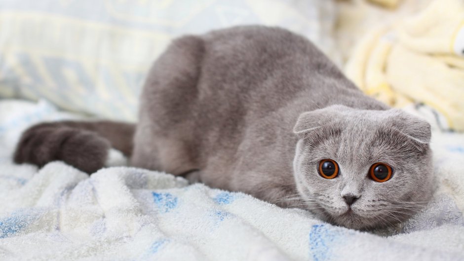 Шотландская вислоухая кошка
