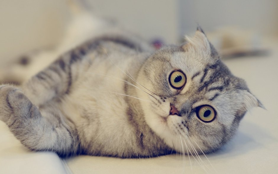 Шотландский вислоухий котенок серый
