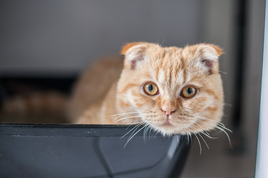 Скоттиш фолд страйт